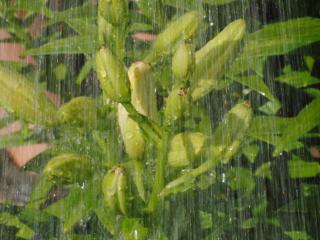 обои Лилии под дождём фото