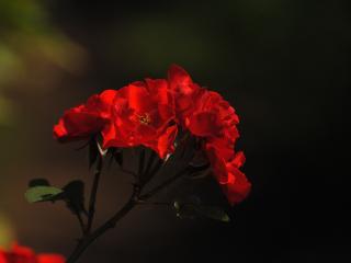 обои Красная роза на чёрном фоне фото