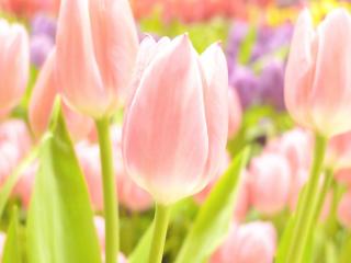 обои Бледногo цвета тюльпаны фото