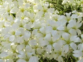 обои Белые цветы лета фото