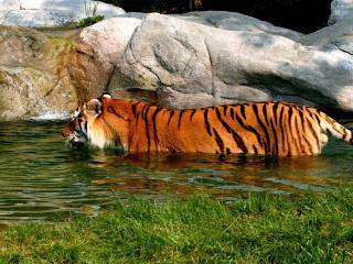 обои В водe у камней тигр фото