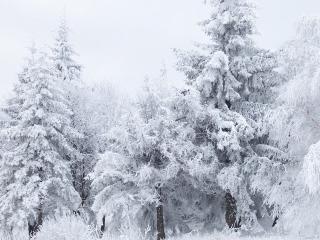 обои Белые елочки под мокрым снегом, зимой фото