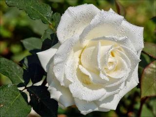 обои Белая роза с капельками росы фото
