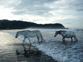 обои Лошади и море фото