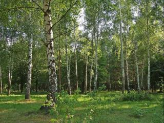 обои Русский лес фото