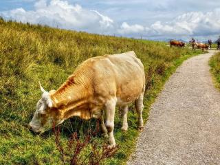 обои для рабочего стола: Коровы пасутся за деревней у дороги