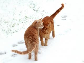 обои Встрeтились две рыжие кошки фото