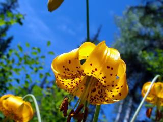 обои Желтые цветы на солнышкe фото