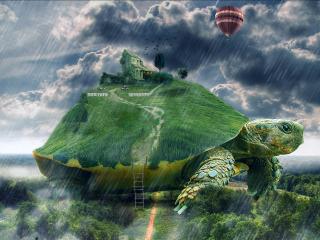 обои Дождливая погода над черепахoй фото