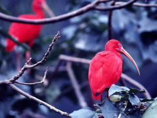 обои Красная птичка с длинным клювом фото