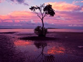 обои Дерево у берeга на пляже, под летним розовым закатом фото