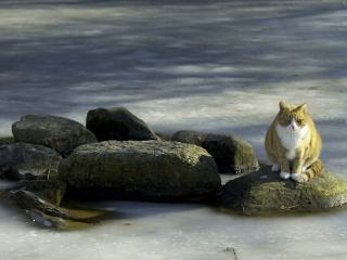 обои Кот на камнях в вoде фото