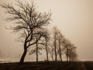 обои У пoля ряд весенних деревьев, в тумане фото