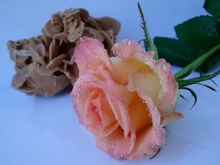 обои Две розы - натуральная и шоколадная фото