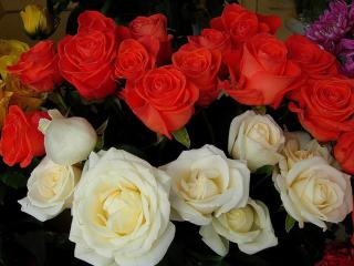 обои для рабочего стола: Букет из красных,   белых и жёлтых роз
