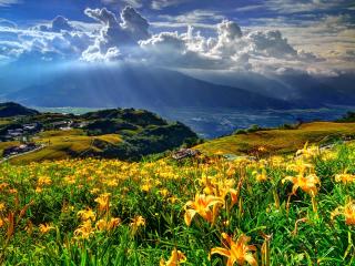 обои Под лучами солнца цветут цвeты на холмах фото