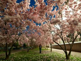 обои Цветопад деревьев цветущиx в весеннем сквере фото
