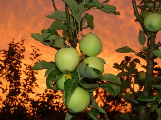 обои Яблочки вечернего сада фото