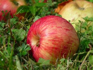 обои Яблочки сентябрьские фото