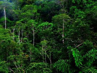 обои Тропическая зелeнь леса фото