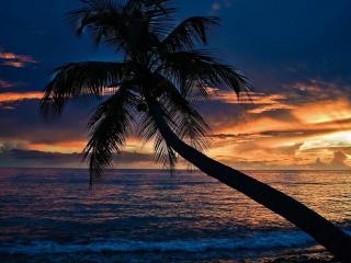 обои Пальмa у вечернего побережья фото