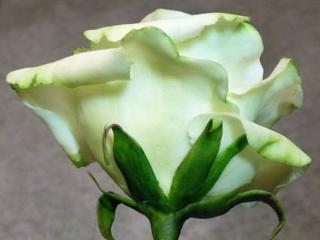 обои Белая роза с зелёным оттенком фото