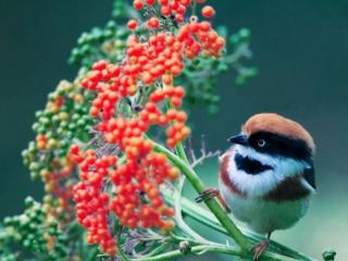 обои Маленькая птичка на веточке с красными ягодами фото