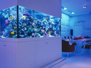 обои Голубой аквариум в столовой фото