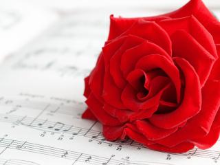 обои Красная роза на нотах фото