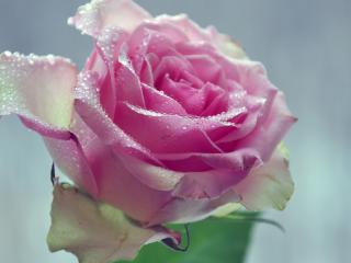 обои Розовая роза в мелкой росе фото