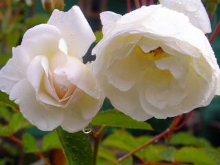 обои Белые розы после дождя фото