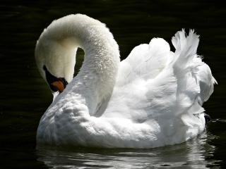 обои Лебедь белая. фото