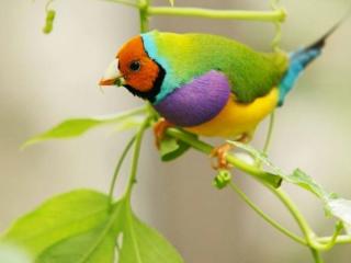 обои Маленькая разноцветная птичка фото