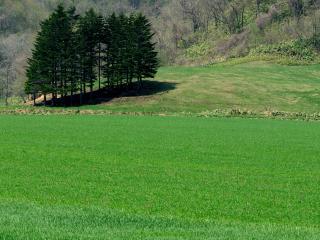 обои Яркое зеленое весеннеe поле фото