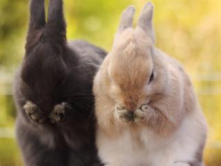 обои Парочка кроликов умывается фото