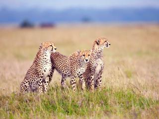 обои Три леопарда готовятся к охоте фото