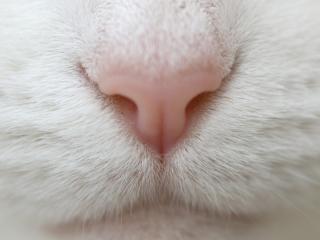 обои Розовый нос белой кошки фото