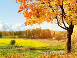 обои Золотая осень дерева у пруда фото
