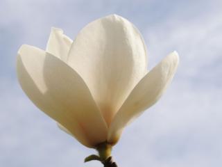 обои Белый цветок на фоне неба фото