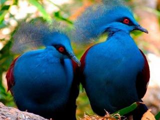 обои Две синих птички с хохолком фото
