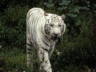 обои Рычащий белый тигр фото