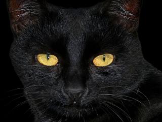 обои Черная кошка в темной комнате фото