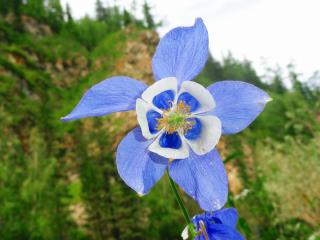 обои Голубой необычный цветок фото