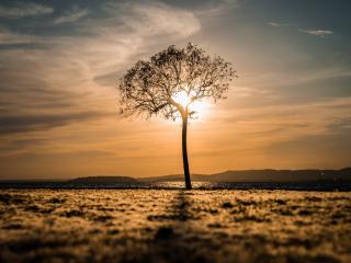 обои Весеннее деревце в поле, на закате в свечении солнца фото