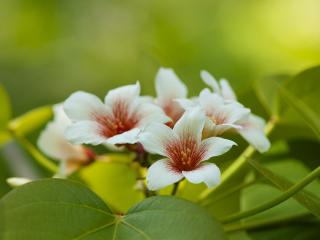 обои Весна,   ветви китайского тунгового дерева,   цветение фото