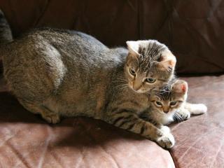 обои Кошка защищает своего котенка фото