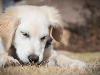 обои Белый пес отдыхает на траве фото