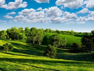 обои Красивый вид зеленых летних деревьев и лужаек фото
