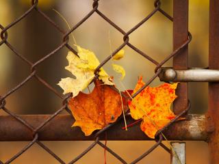обои Осенние листья за решеткой фото