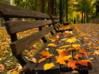 обои для рабочего стола: Осень в парке